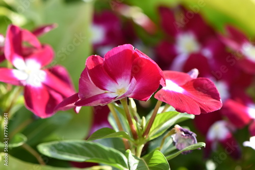 fleure rose et blanche