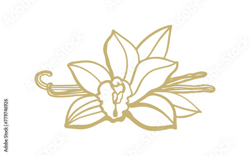 Isolated vector set of vanilla. Gold vanilla sticks, vanilla flower and pods. Aroma, food, cookery. Hand drawn. Vector pattern illustration of vanilla flower, bean and pods on isolated background.