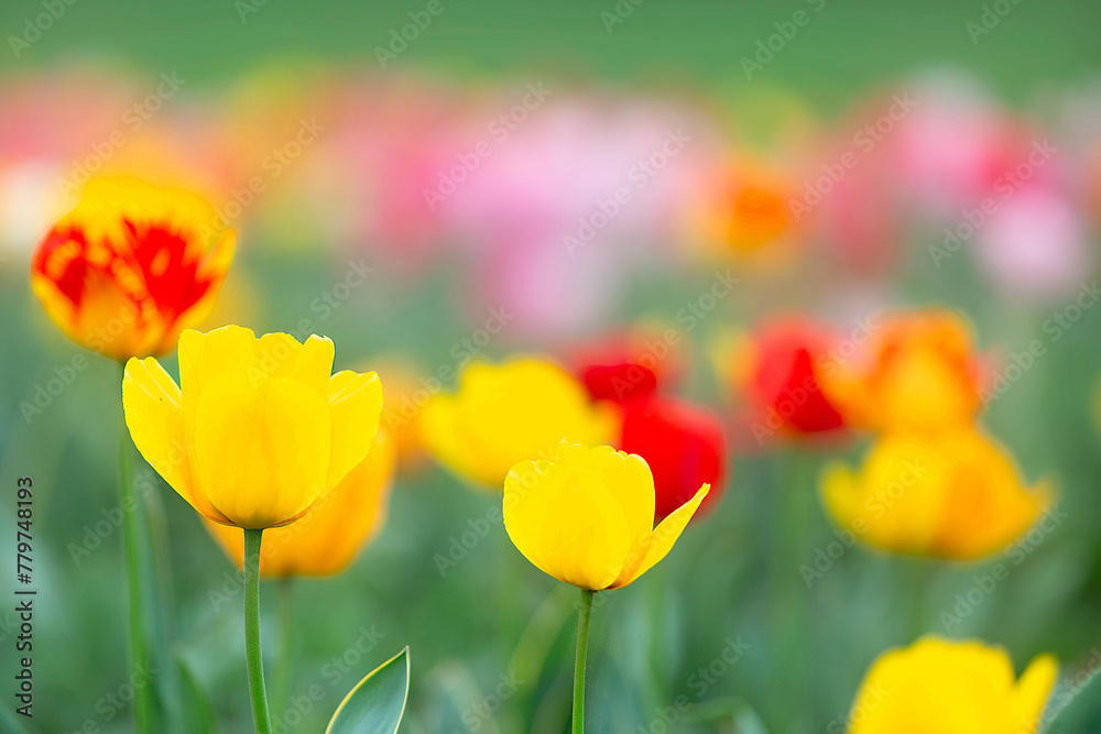 Fototapeta premium Farbenfrohes Feld mit blühenden Tulpen in Rot, Gelb und Rosa