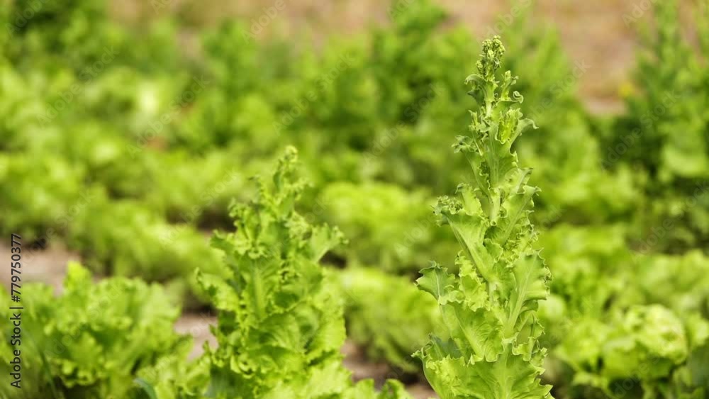 Lactuca sativa (Lettuce, Garden lettuce, Leahtric, Salata, Cultivated Lettuce, Thridace) is annual plant of daisy family, Asteraceae. Lactuca sativa (Lettuce, Garden lettuce, Leahtric, Salata, Cultivated Lettuce, Thridace) is annual plant of daisy family, Asteraceae.
