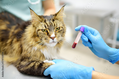 Two professional veterinarians take a blood for test of cat of the breed Maine Coon in veterinary clinic. Health of pet. Care of animal. Pet checkup, tests and vaccination in vet office.