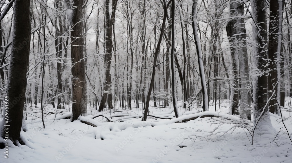 Tranquil scene of a snowy forest with frosted branches Tranquil scene of a snowy forest with frosted branches