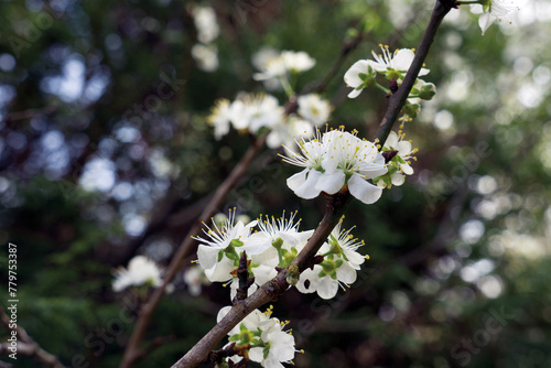 Frühlingsblüten in voller Pracht