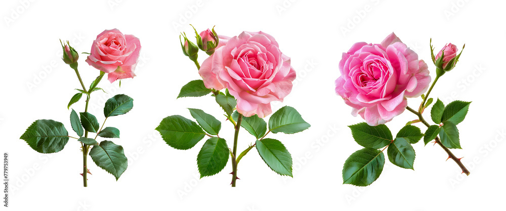 Fototapeta premium Pink rose flowers branch isolated on white
