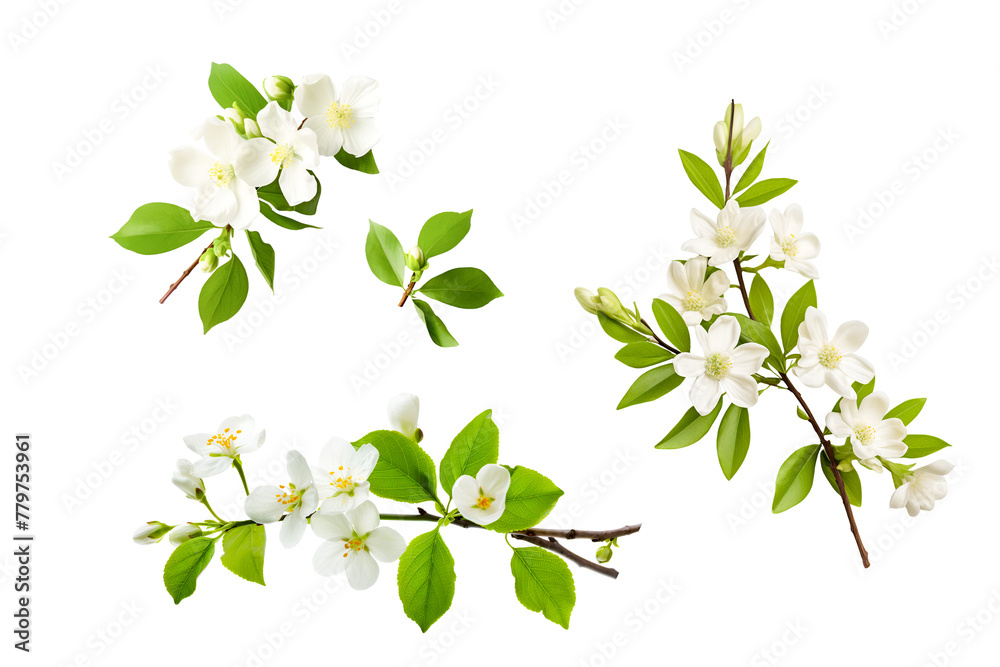 Set of green leaves branch on white Set of green leaves branch on white
