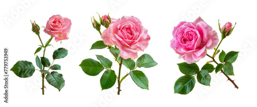 Pink rose flowers branch isolated on white