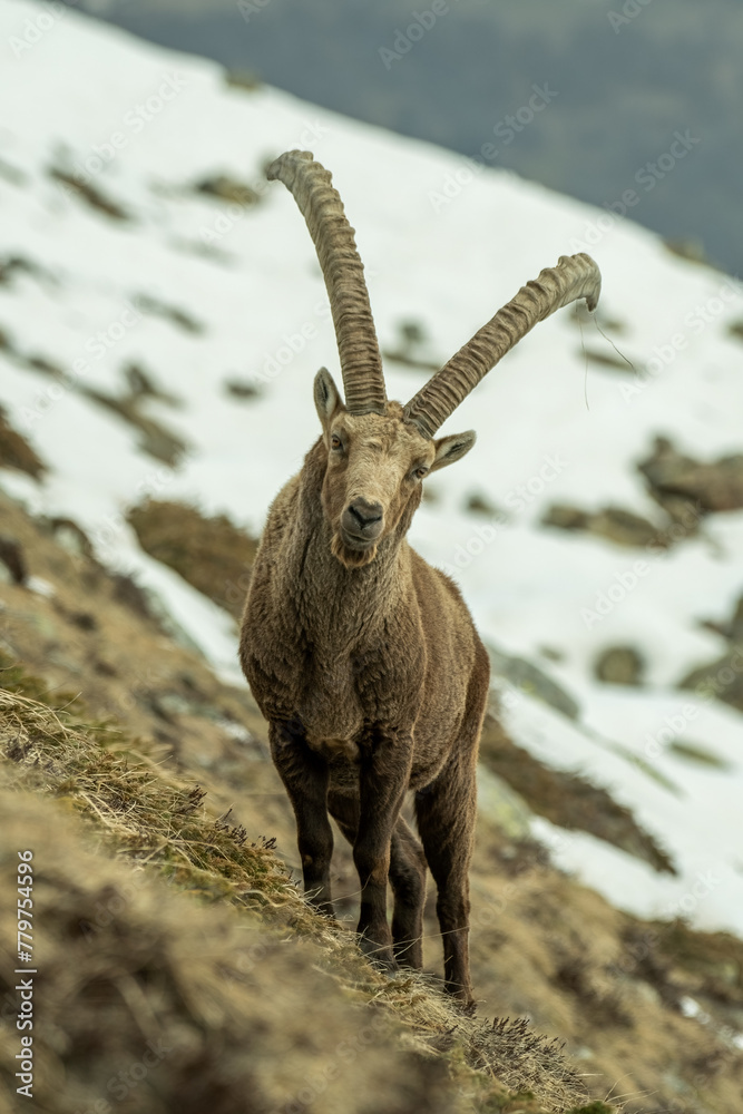 Male adult alpine ibex (Capra ibex) in its habitat, Alps mountains, Italy.
