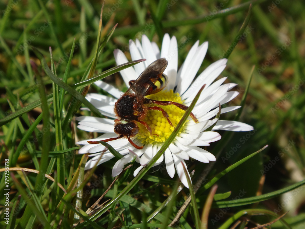 Lathbury's nomad bee (Nomada lathburiana), femaile feeding on a white daisy Lathbury's nomad bee (Nomada lathburiana), femaile feeding on a white daisy