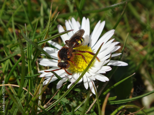 Lathbury's nomad bee (Nomada lathburiana), femaile feeding on a white daisy