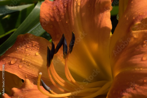 Orange Lily in a garden