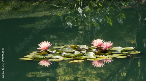 White and Pink Water Lily
