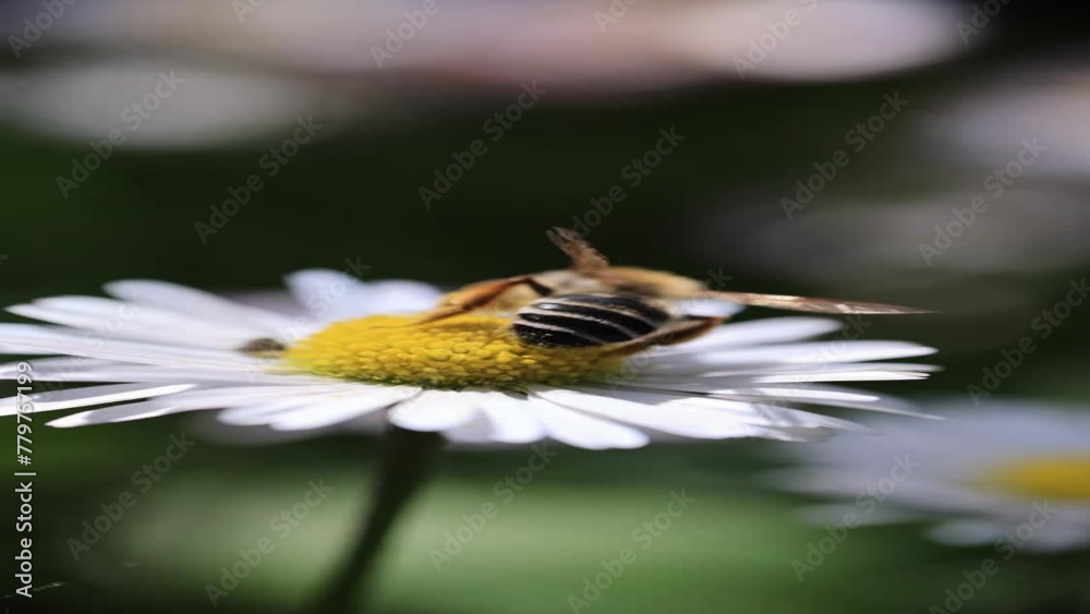 Close up Common carder bee Bombus pascuorum , family Apidae. On flower of chamomile Matricaria chamomilla, Matricaria recutit . Family Asteraceae. Summer, vertical Close up Common carder bee Bombus pascuorum , family Apidae. On flower of chamomile Matricaria chamomilla, Matricaria recutit . Family Asteraceae. Summer, vertical