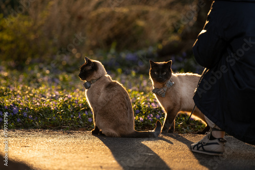 cat on the road - Kenwood community in Bethesda, Maryland photo