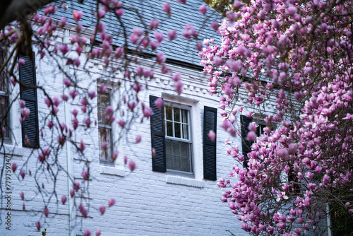 Magnolia trees at Kenwood community, Bethesda (Maryland)