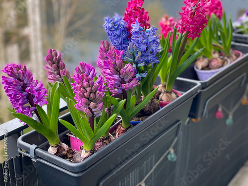 Decorative vibrant pink, purple and blue Hyacinthus bulb spring flowers growing in decorative flower pot hanging on a balcony terrace fence close up	
