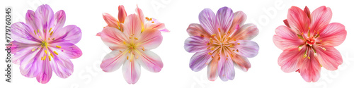 Single siskiyou lewisia flower top view cutout png isolated on white or transparent background photo