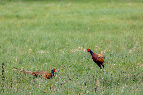 Wallpaper Mural A common pheasant also known as ring-necked pheasants in its natural habitat, Two male Phasianus colchicus about to collide on the green grass meadow in breeding season, Living out naturally. Torontodigital.ca