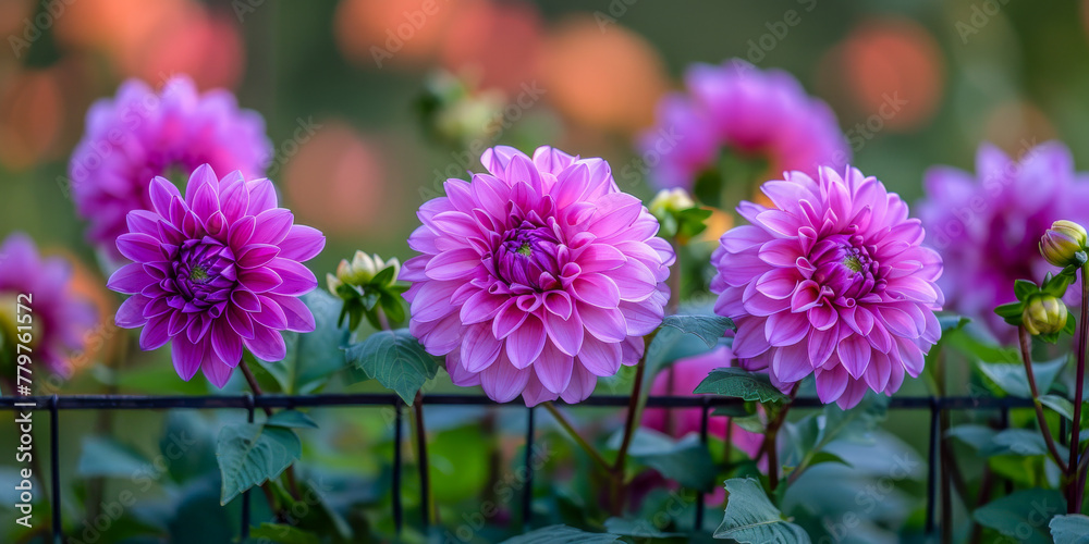 Vivid Purple Dahlias Blooming in a Lush Garden Vivid Purple Dahlias Blooming in a Lush Garden