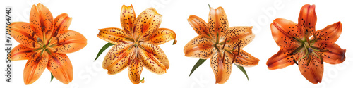 Collection of Single tiger lily flower top view cutout png isolated on white or transparent background photo