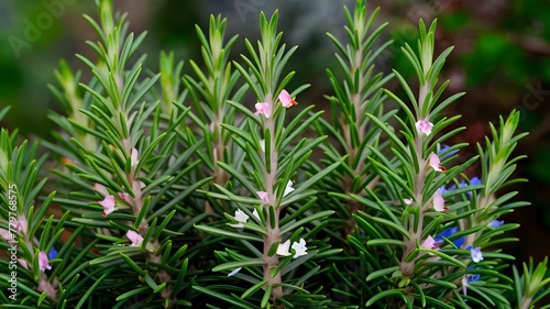 biberiye rosemary (Salvia rosmarinus): Fragrant Herb with Evergreen Leaves and Colorful Flowers photo