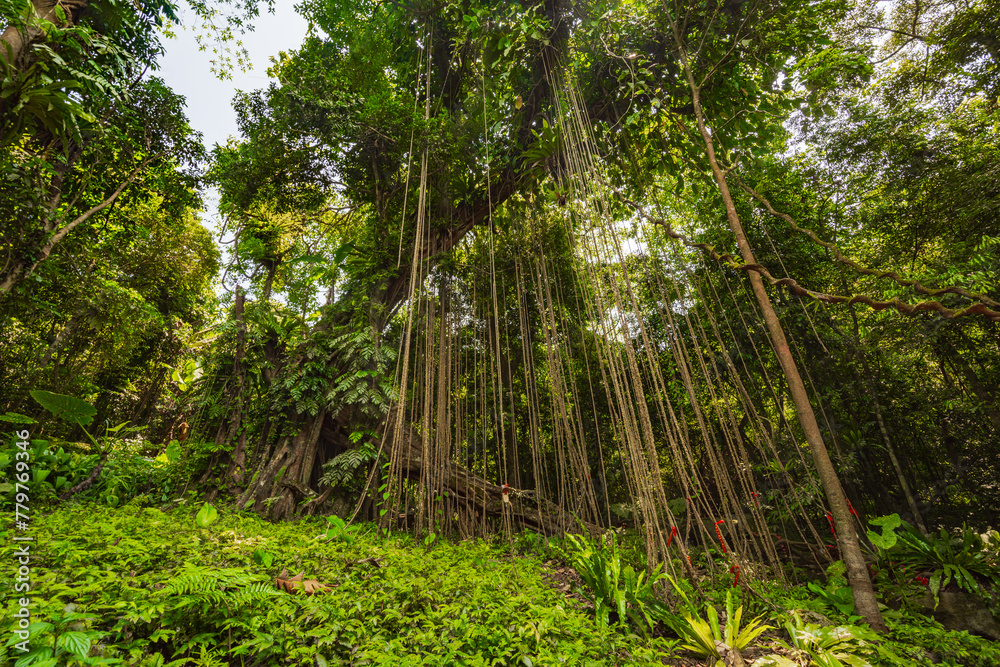 Thousand-year-old trees in the Baihualing tropical rain forest in Hainan, China Thousand-year-old trees in the Baihualing tropical rain forest in Hainan, China