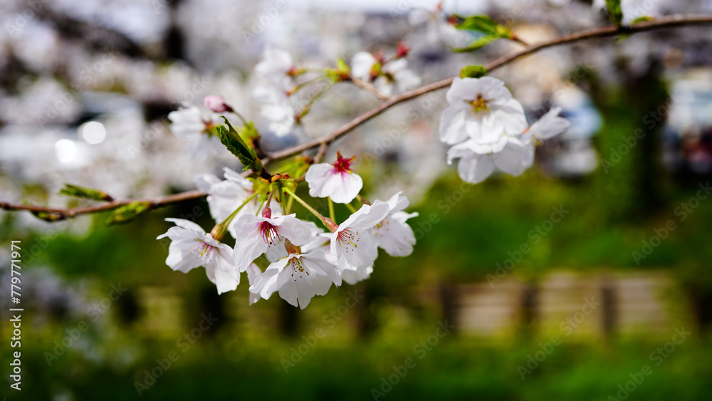 桜咲く 桜咲く