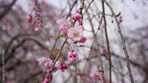 桜のある風景