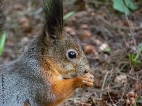 Close-up of the Red Squirrel (Sciurus vulgaris) sitting on ground in grass and holding in paws a leaf