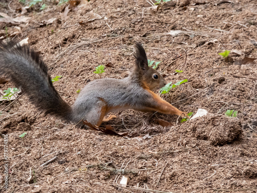 Close-up of the Red Squirrel (Sciurus vulgaris) digging soil and hiding a pine cone