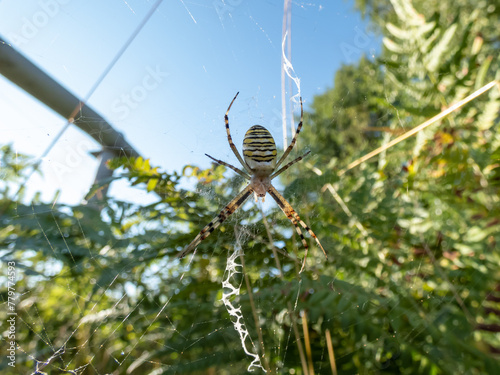 Adult, female wasp spider (Argiope bruennichi) showing striking yellow and black markings on its abdomen hanging on spiral orb web among green vegetation