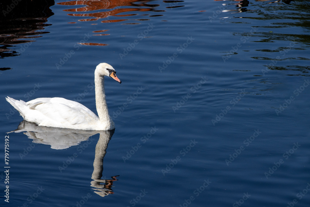 Naklejka premium Photo of a beautiful white swan in a river on a bright sunny day
