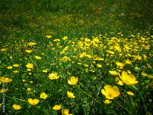Fototapeta Naklejka Na Ścianę i Meble -  Spring background on field full of wild yellow flowers