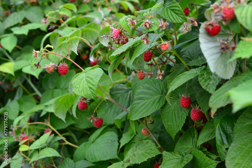 raspberry bush with red berries and green leaves