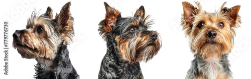 Scruffy adult blue gold Yorkshire terrier dog