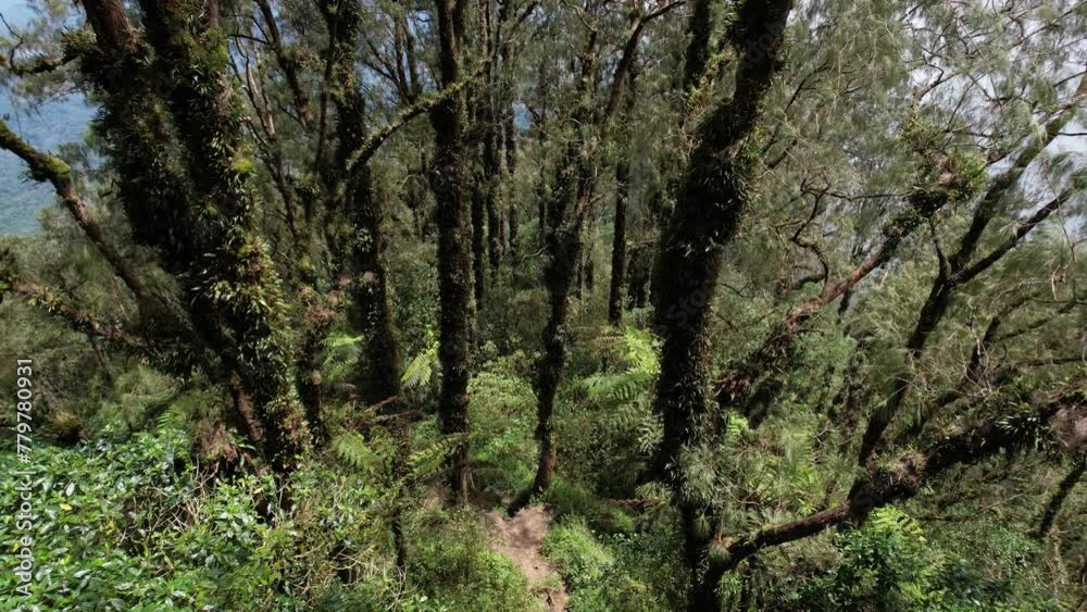 Flying back and up along trekking path at high altitude of Abang mountain. Steep crest of slope is adorned with towering pine trees, their trunks enveloped in abundant climbing plants. Flying back and up along trekking path at high altitude of Abang mountain. Steep crest of slope is adorned with towering pine trees, their trunks enveloped in abundant climbing plants.