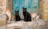 Five friendly cats posing side by side on an old stony window sill, Greece