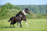 Two playful horses, warmblood horse baroque type, barock pinto, a cute 3 month old foal, barock black, playing with its 2 years old sister in a green grass meadow, Germany