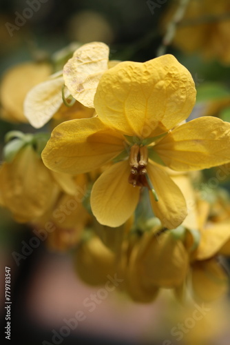 Close up of a yellow flower in the centre of frame. The Cassia Fistula, also know as yellow shower tree flower with leaves in shade. Backed by more yellow flowers. photo