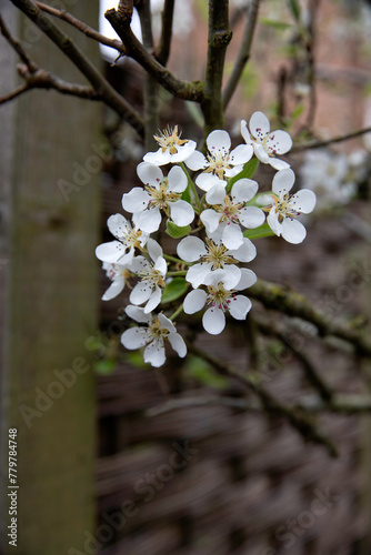 Pear blossom and branches in spring in a natural garden setting set against a wicker fence photo