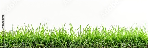 Vibrant green grass with ample white space above for copy or design.