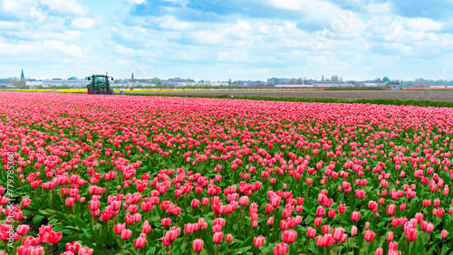 A tractor tilling a field of tulips in the Netherlands. Tractor removes tulips on the field. A field of tulips in close-up. Pink tulips grow in a flower field on a family farm in Lisse.