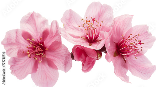 Pink Flower Blossom  Transparent PNG Isolated on White Background