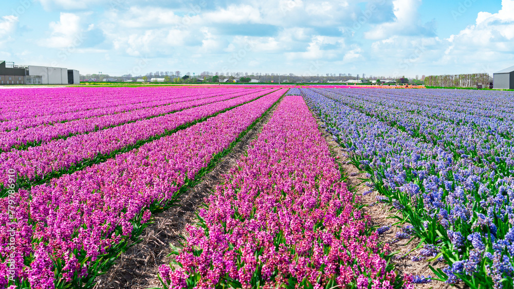 A field of hyacinths near Amsterdam. Rows of purple and blue hyacinths in an agricultural field. A field of purple tulips close-up. Commercial cultivation of ornamental bulbous plants.