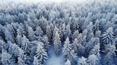 Drone photo of winter forest  aerial top view with fresh snow and white trees in the countryside. Drone photo.