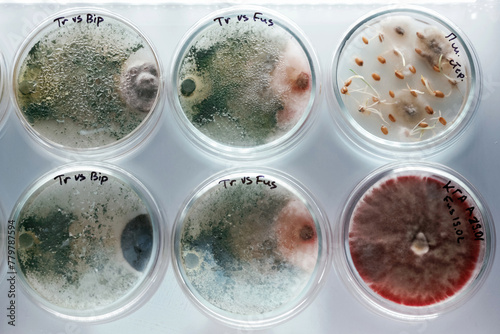 In the row. Trichoderma and Sclerotinia in the laboratory in the special rounded containers photo