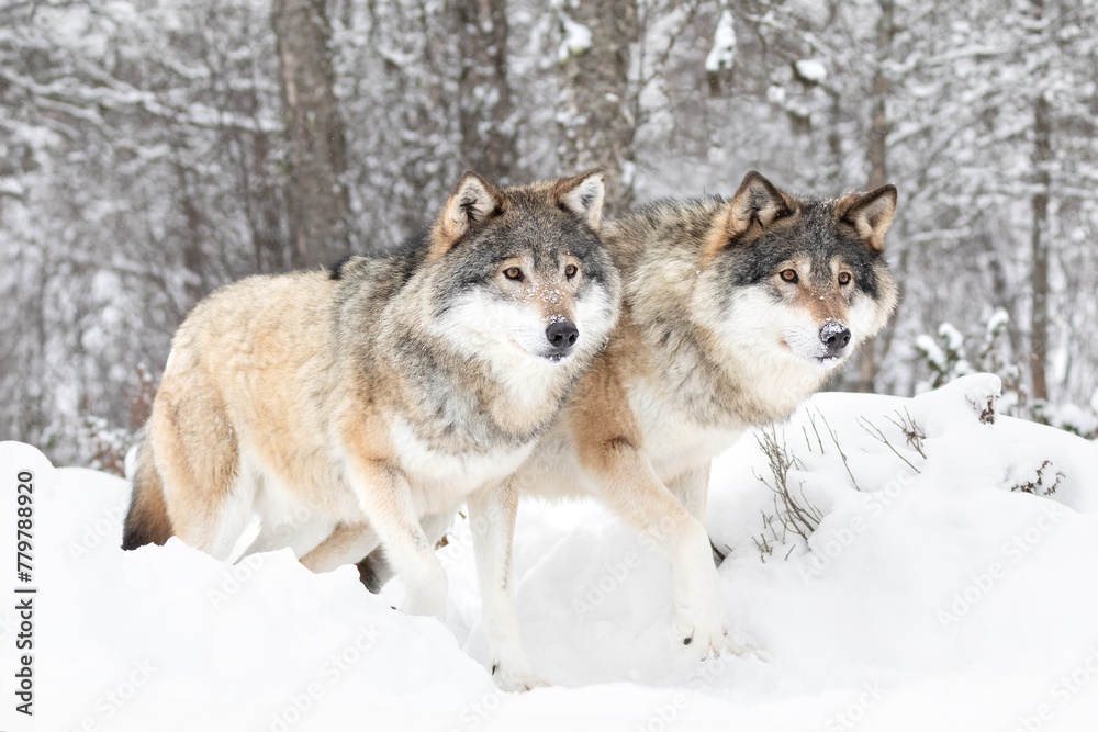 Fototapeta premium Majestic Wolves in Snowy Scandinavian Wilderness