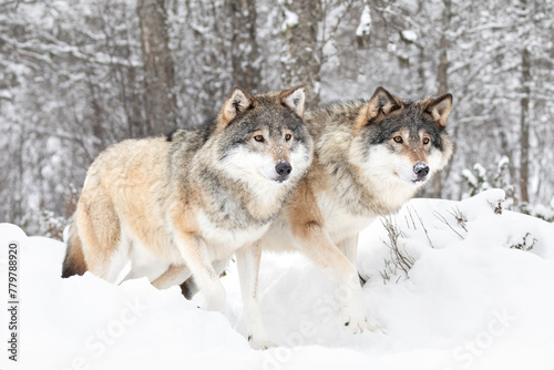 Majestic Wolves in Snowy Scandinavian Wilderness © kjekol