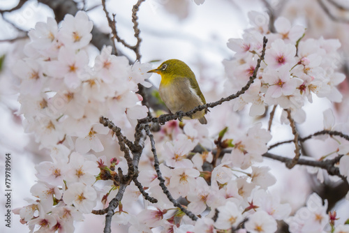 bird on a branch mejiro birds and sakura cherry blossom spring in japan