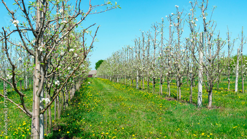 Rows of colony apple trees in the garden against the blue sky. Apple growing technology on an organic family farm. Flowering colony apple trees in spring. Running a small business in agriculture.