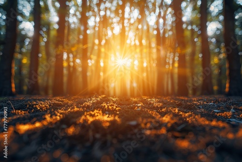 The warm tones of sunrise or sunset offer a ground-level view of a forest floor  bursting with the life of delicate moss and beams of sunlight